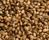 Unfeminized CBD Hemp Seeds