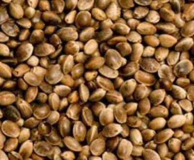 Unfeminized CBD Hemp Seeds